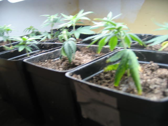 The first batch under the floro... I had to buy a tube floro to fit them all under it!
