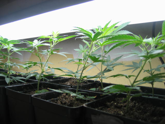 Growing faster than should be legal :p