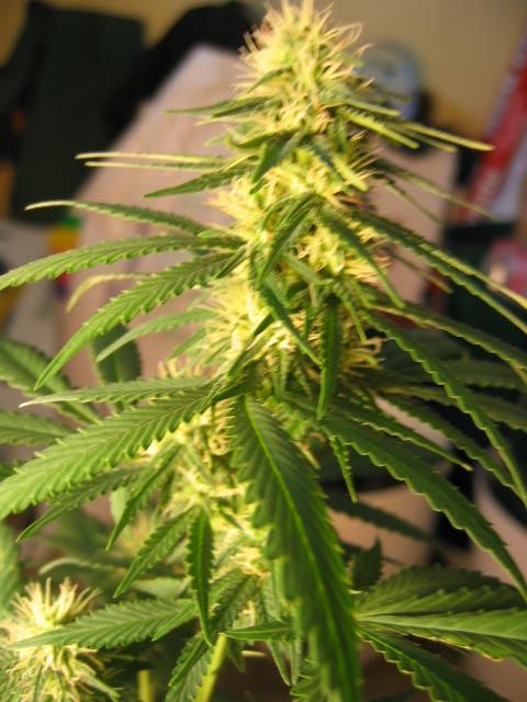 26 Days into Flower