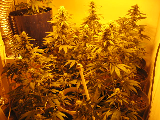 Under the HPS