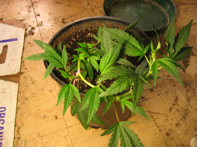 Update on trained plants