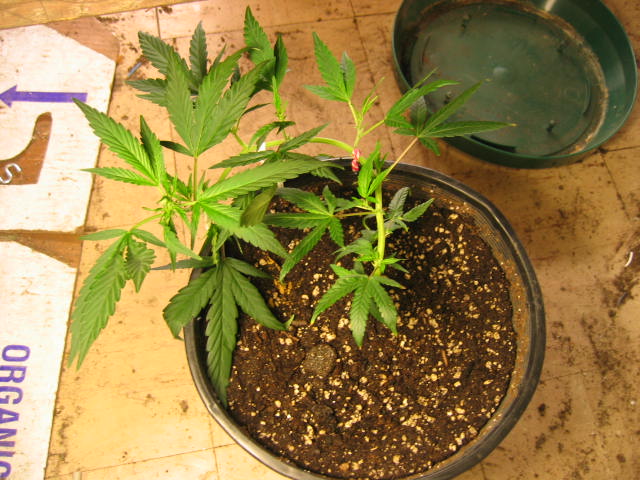 Update on trained plants