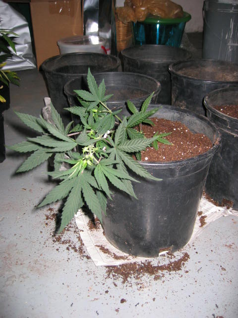 How to train your plants