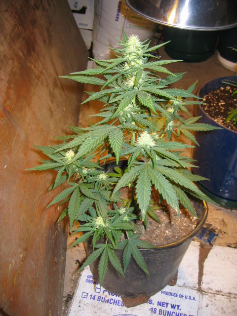 19 days into flower