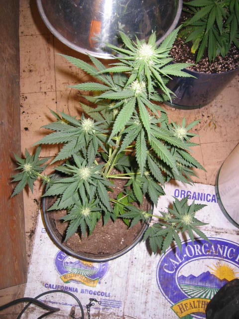 19 days into flower