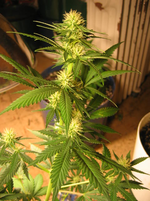 19 days into flower