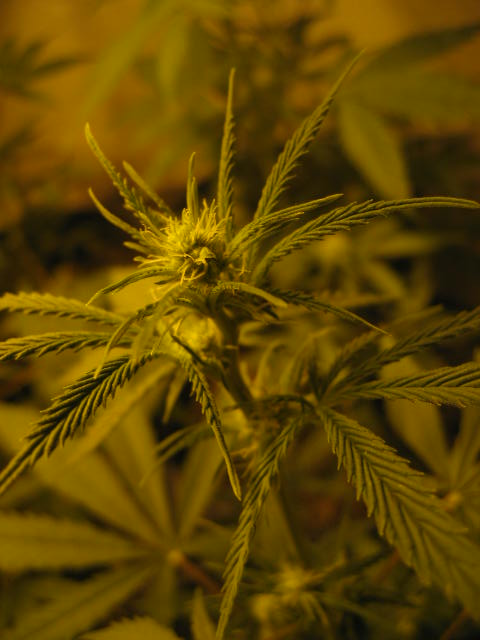 happy bud!