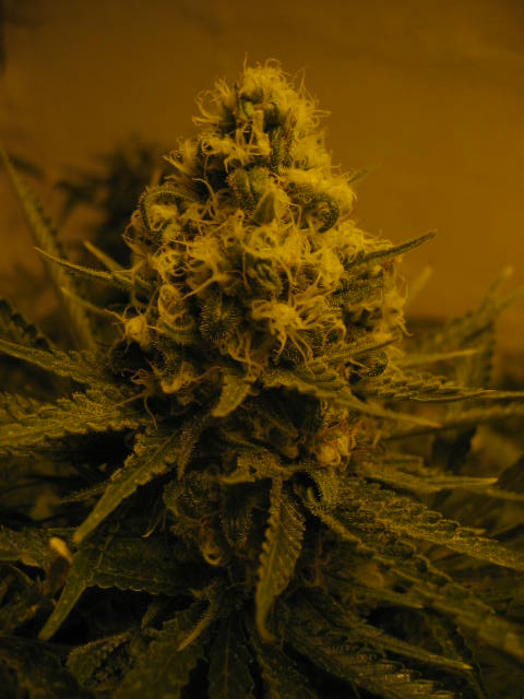 middle of week 6