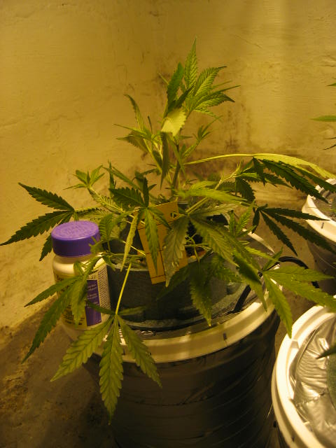 biggest DWC girl