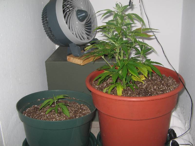 Transplanted today into bigger pot.
