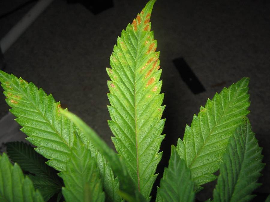 Fert Burn