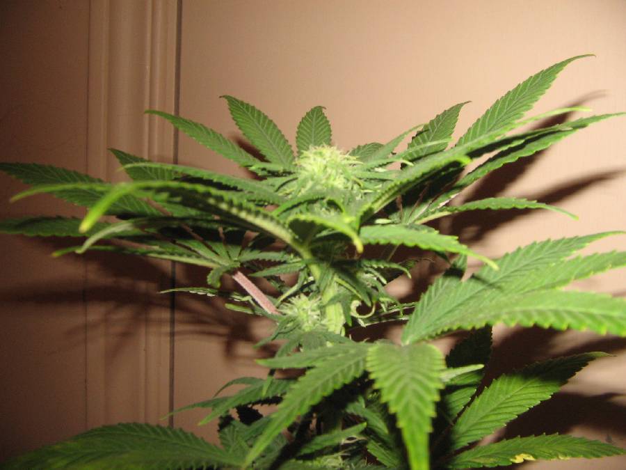 Day 15 Flower