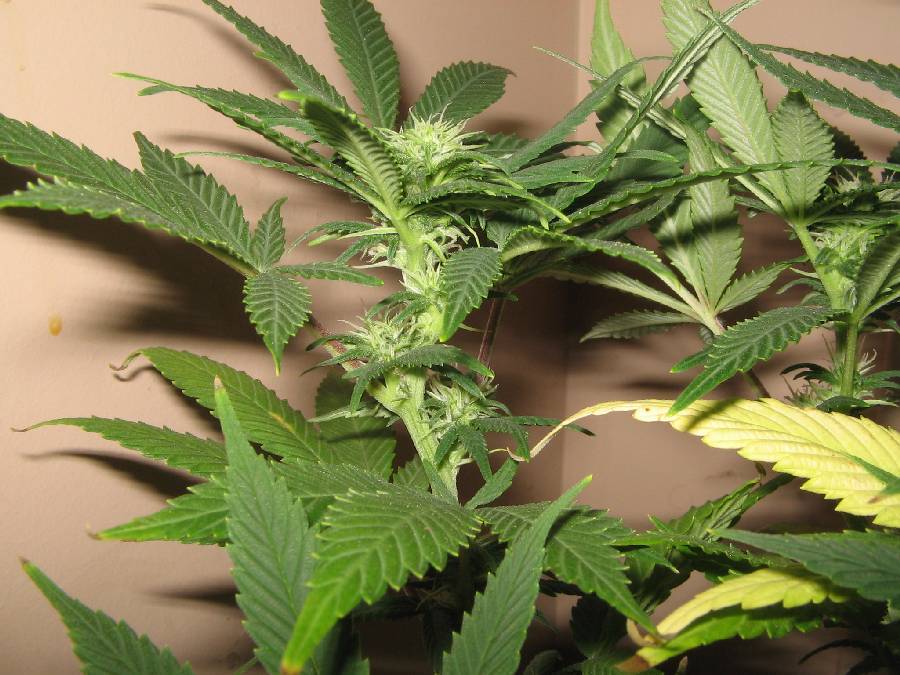 Day 15 Flower