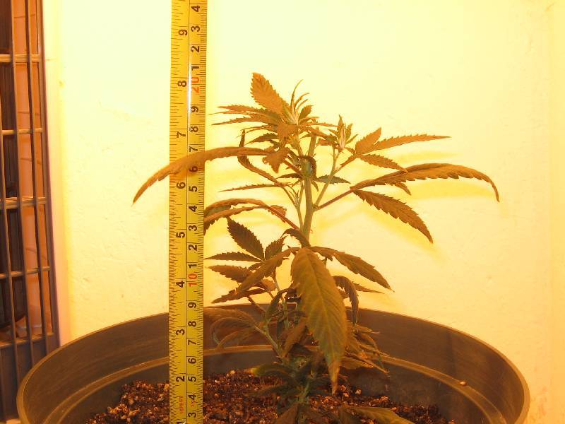 Topped today.