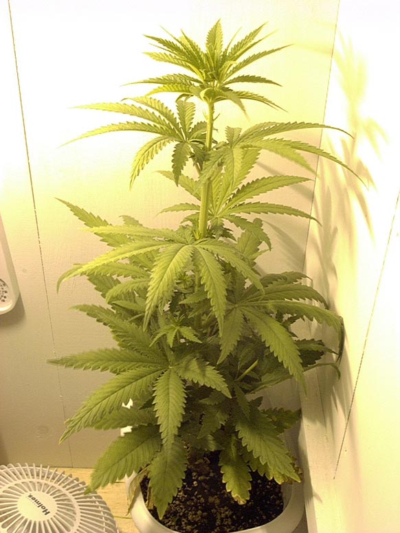 This is the plant on the back right of the group shot.  It is very healthy with the main growth shoot still intact.  No tying down or cropping on this baby, my one definite female.  After the third week of veg, I trimmed a few of the secondary branches from each plant and this is what it looks like now, one main cola with six or seven bud strong bud sites.