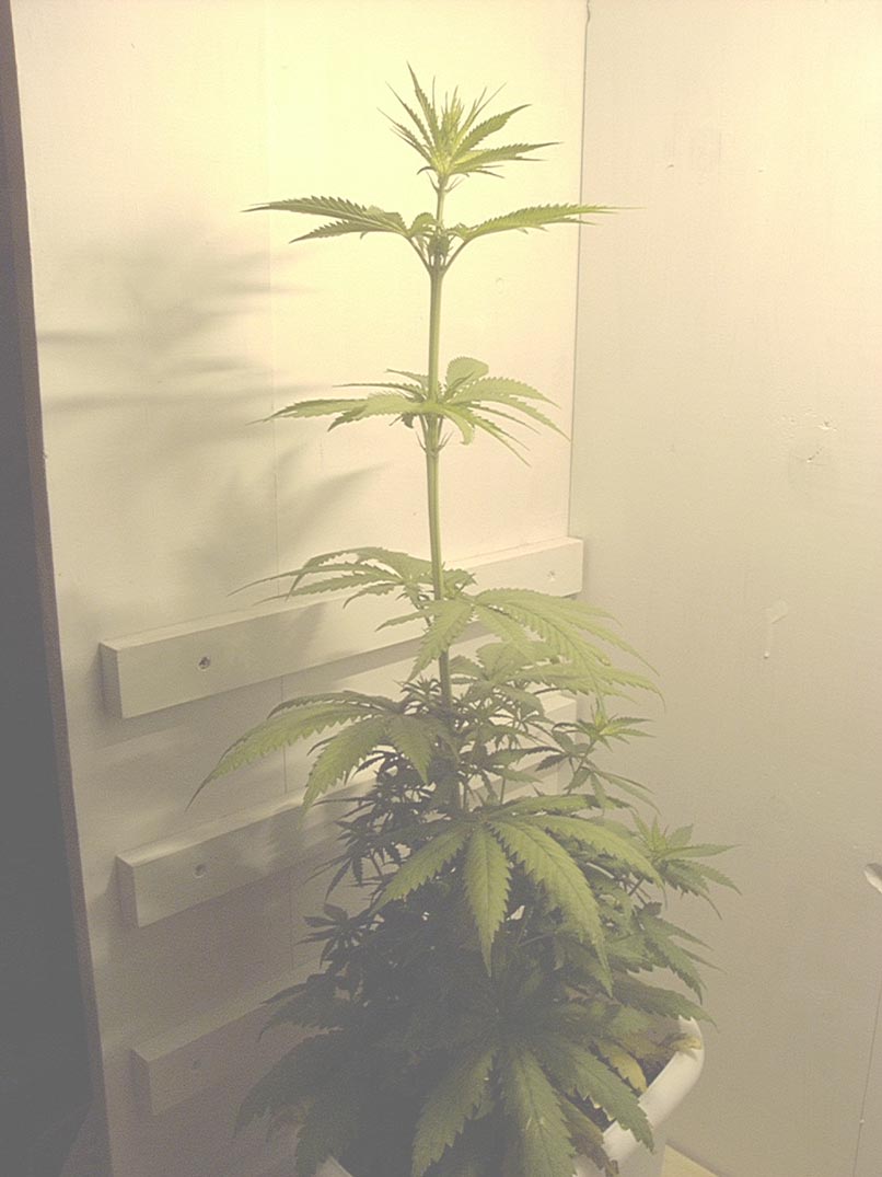 This is the plant on the left, the one that started out with the deformed leaves.  I trimmed both plants special for this set-up...a thin top layer which will be harvested first, followed by a bushy bottom layer of (hopefully) medium-size buds that will come off 5-7 days later.  