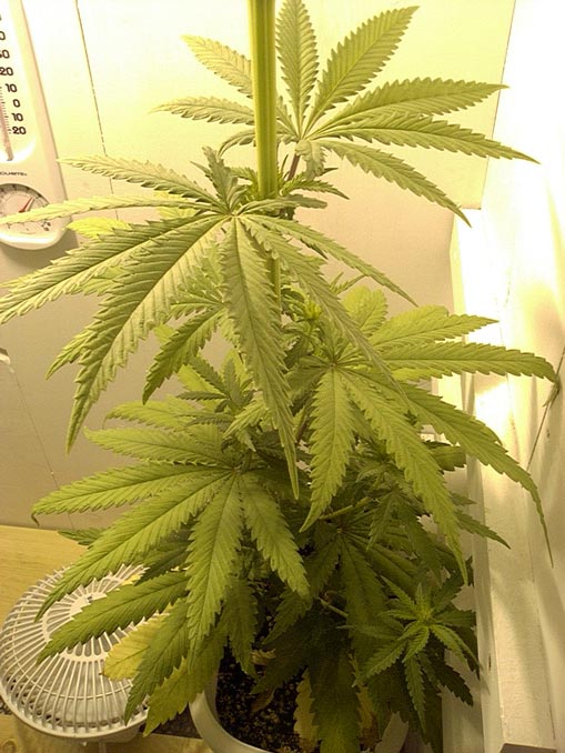 I gave this girl a trim a few days after I started 12/12 so that the heat wouldn't hurt the top buds.  The thin top layer lets the plants breathe easier next to the 400W HPS.  The bushier growth on the bottom will finish up later than the top with several smaller but mature buds without the damaging effects of the heat.  Daytime temps in this room exceed 90 degrees about half the time.