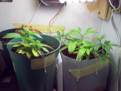 group shot on 11/2 after transplant, both confirmed females