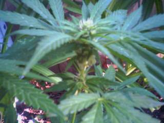 closeup of hermaphrodite (4 months old)

