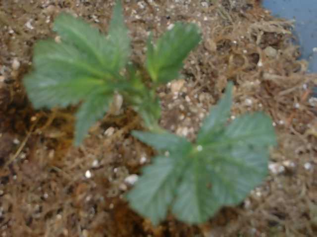 another plant, Day 1