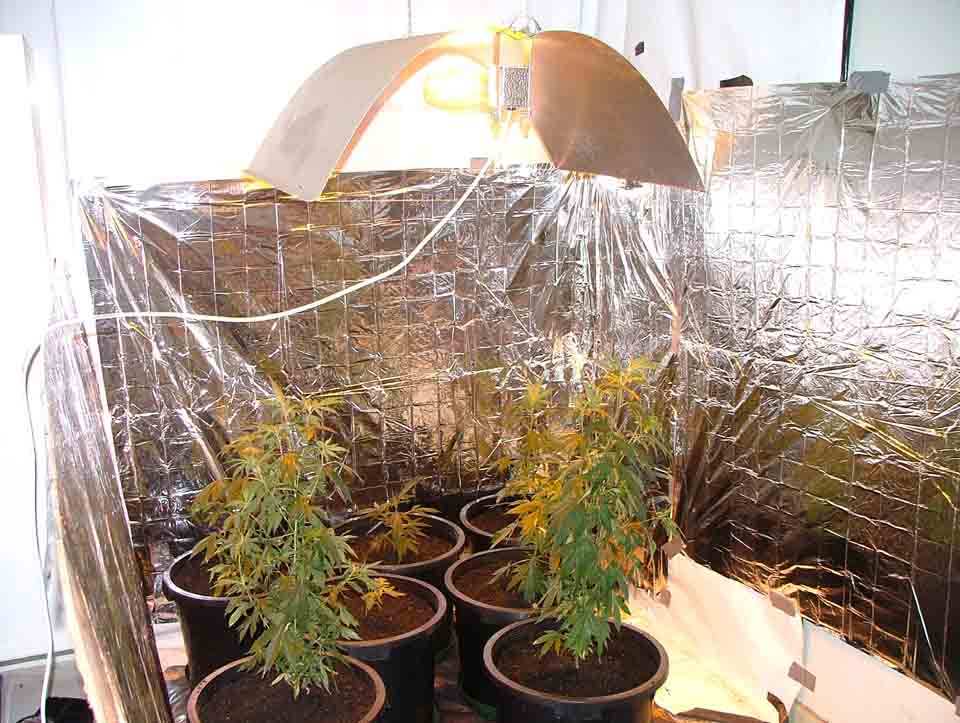 a pic of the grow area with plants added. the wall are lined with 