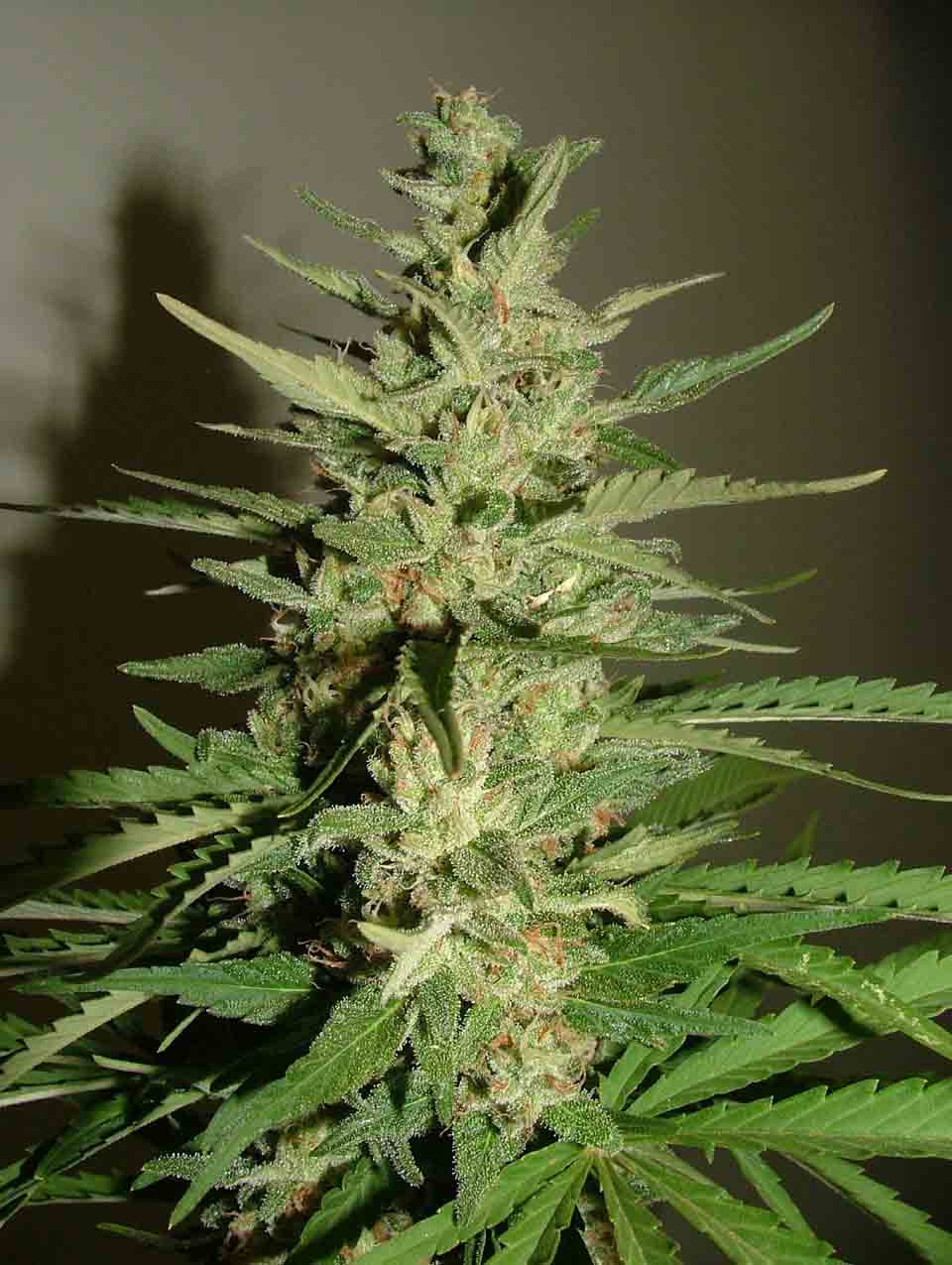 close up of of bud showin tric's. this plants the clone.