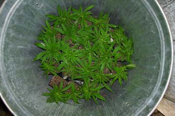 Loaded full of young cuttings.