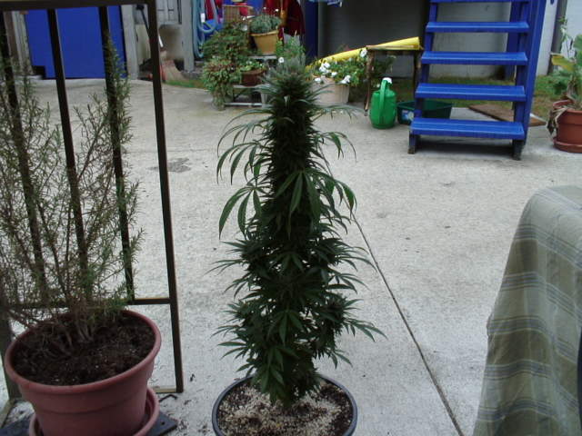 This is the texeda,,at about 45 days into budding.. looking pretty good