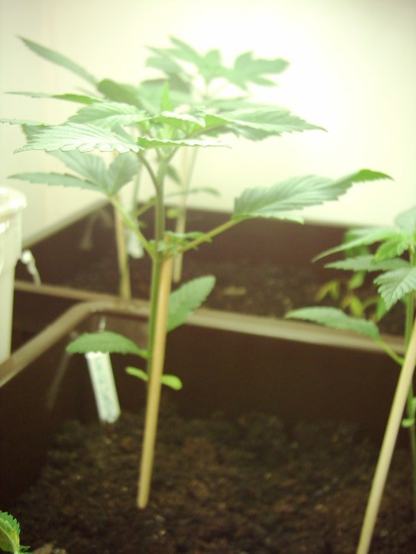 The seedlings (now 8