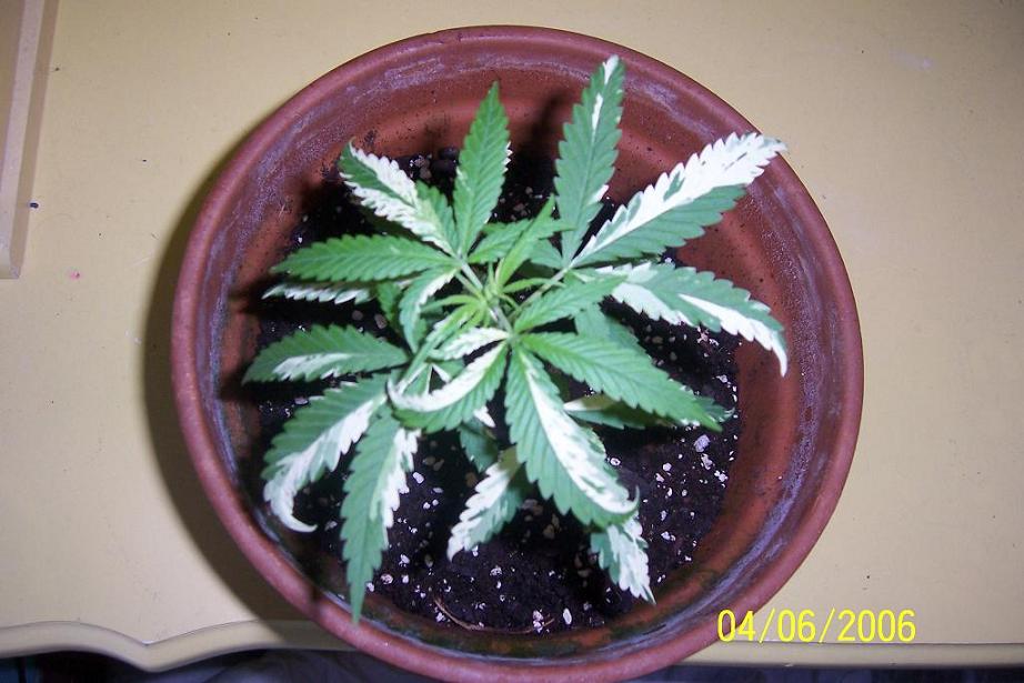 about a month into it, leaves have white patchs but its from the soil, wont harm the plant or make it n e better or worse