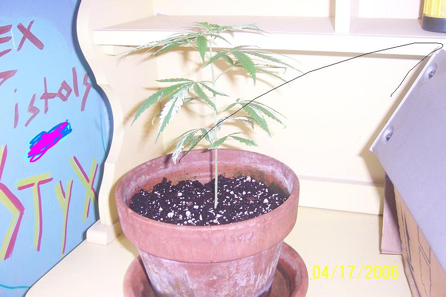 side view at one and a half months, its getting tall