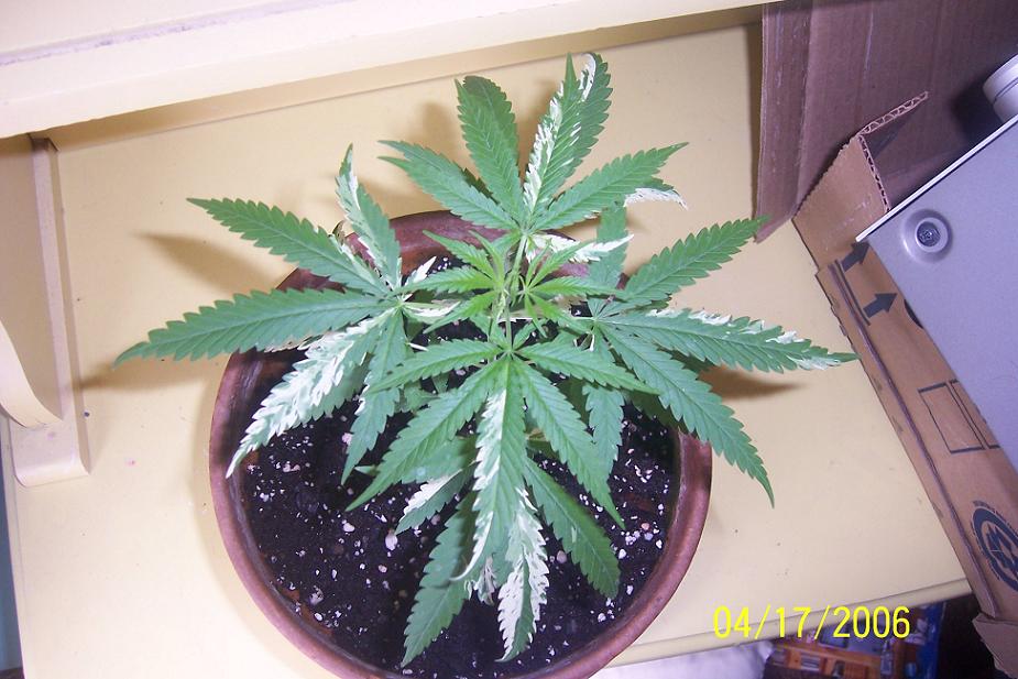 top view at about a month and a half