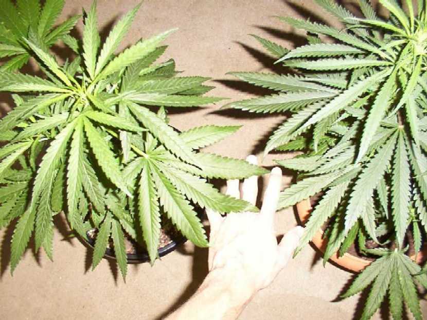Some of the phattest leaves I have ever grown. 