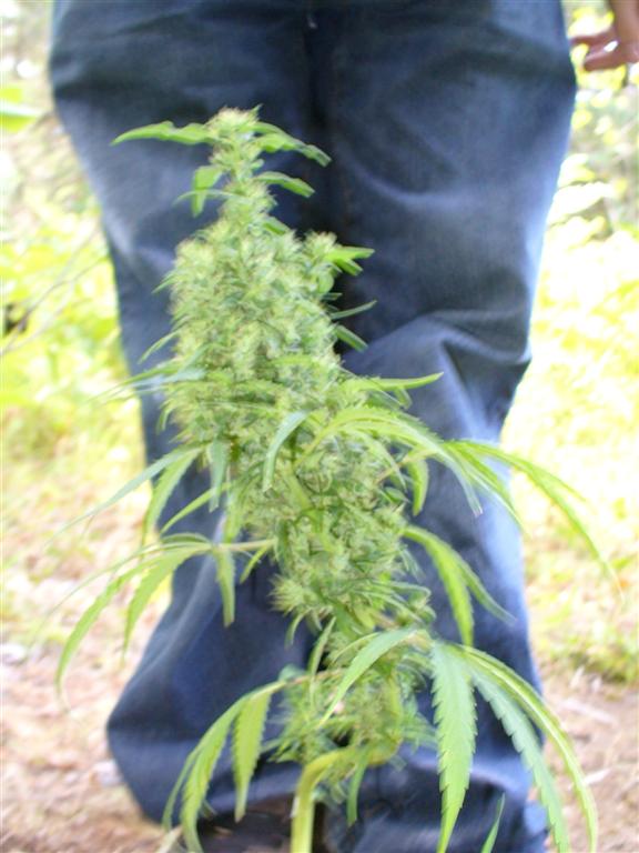 nice light green colour