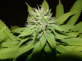 Day 28 Flower