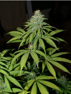 Day 28 Flower