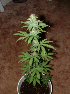 Day 28 Flower