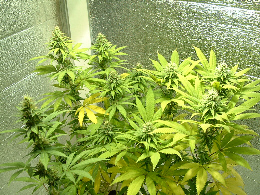 Day 28 Flower