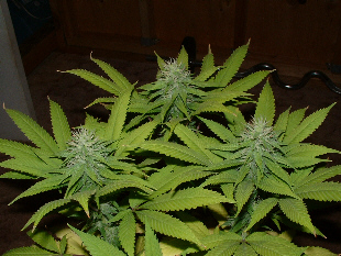 Day 28 Flower