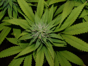 Day 28 Flower