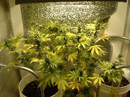 Day 32 Flower