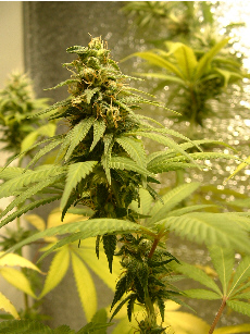 Day 30 Flower. Great pic! Thanks for all the votes ya'll. It ain't 1000W, but not bad for Two-Fiddy!