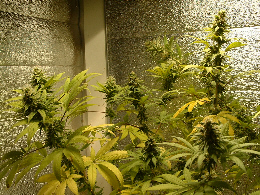 Day 30 Flower