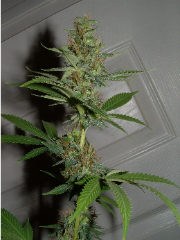 Day 31 Flower