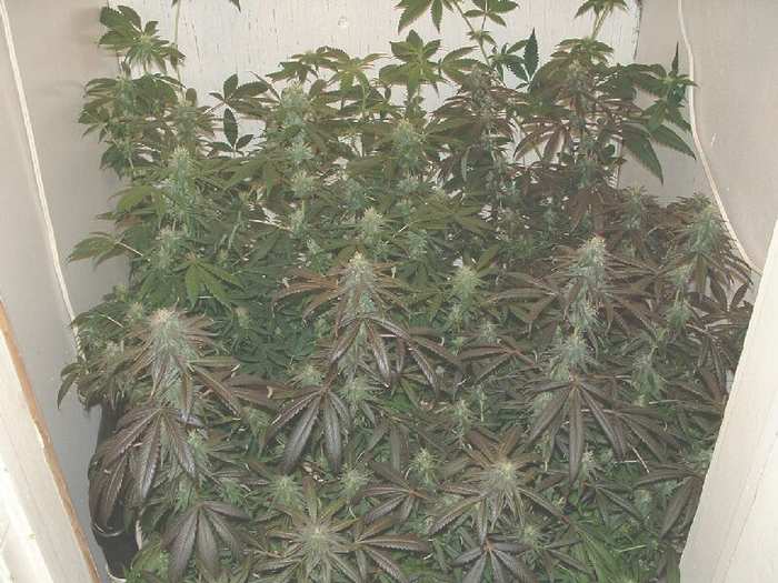 These girls are lovin the Metanatural bloom formula. This is by far the healthiest grow to date.