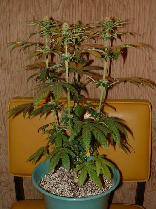 Day 17 Flower. Here's a good side shot of the four main colas.