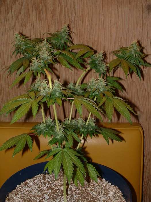 Day 32 Flower