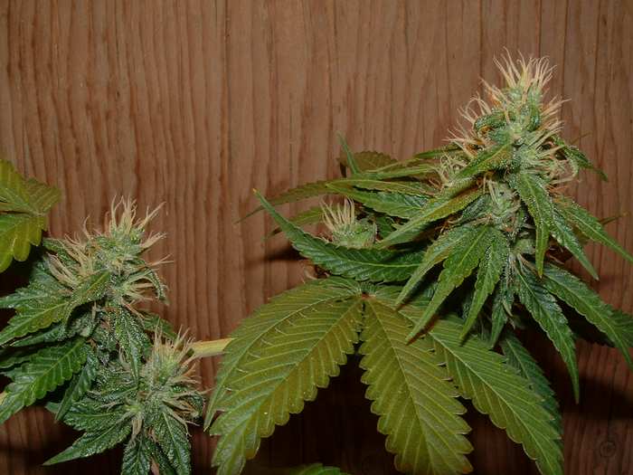 Day 32 Flower. This plant has some very dense nugs...Closeup #1