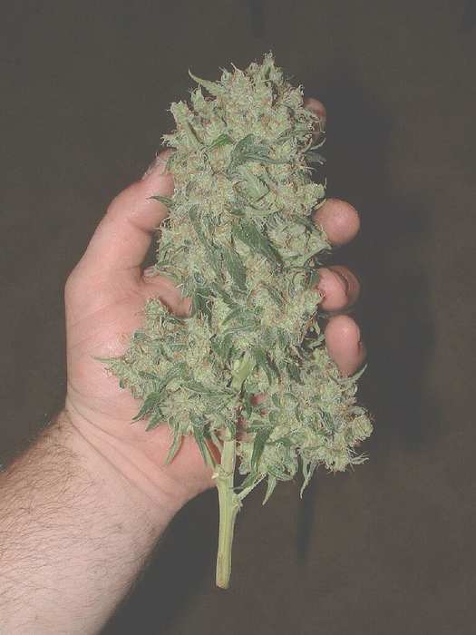 Glass Slipper top weighing in at 52 grams