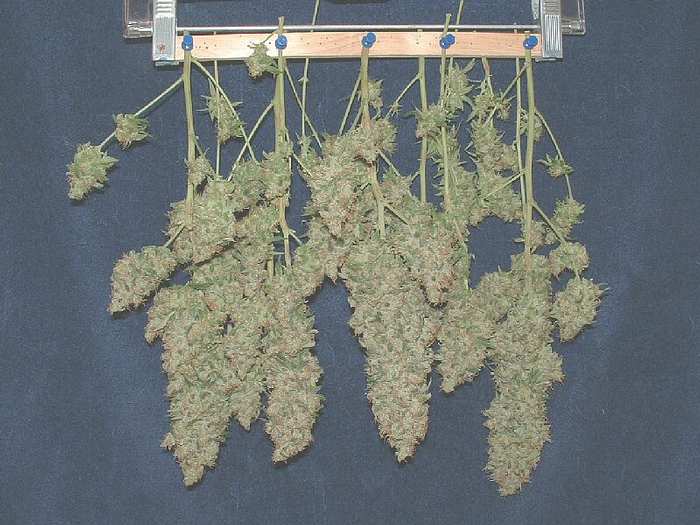 Glass Slipper harvested at 64 days. Minus two tops taken earlier. ;)